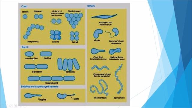 Microbiology: Taxonomy смотреть онлайн