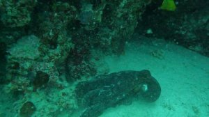 осьминог идущий мимикрирующий