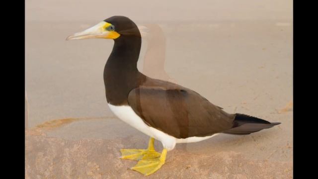 бурая олуша смотреть онлайн