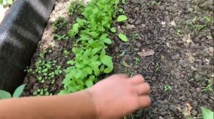 Чудо огород. И такая посадка дает много плодов культурных растений.