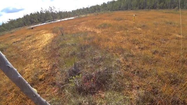 Сбор брусники и черники. Набрели на избу. Дикое Озеро в лесу. смотреть онлайн