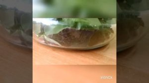 Гусеница делает Кокон что внутри кокона