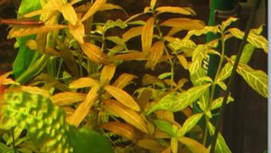 Топ 5 неприхотливых аквариумных растений для начинающего аквариумиста