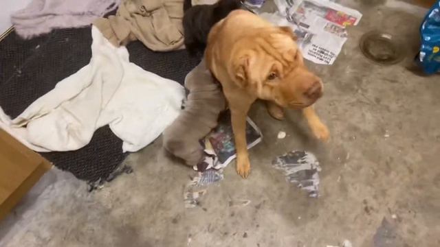 Sharpei Puppies 4 Weeks Old? смотреть онлайн