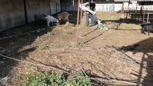 МИША СЧАСЛИВЫЙ БАРАН. ПРОДАЖА. ПОКУПКА. ОБМЕН СЕЛЬХОЗ ЖИВОТНЫХ. ДЕЛАЮ ВИДЕО ОБЗОРЫ СЕЛЬХОЗ ЖИВОТНЫХ