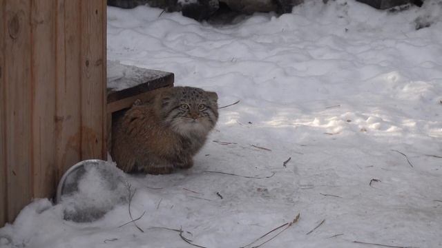 Котята манулов. 10.03.2023 смотреть онлайн