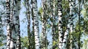 4.2 Во поле берёза стояла. Р.Н.П.mp4