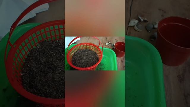 Как вырастить тюльпаны в горшке домашних условиях. смотреть онлайн