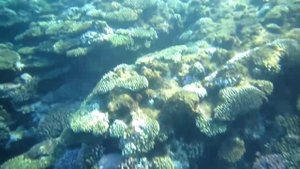 Рыбы-ворчуны в красном море. Рыбы красного моря.