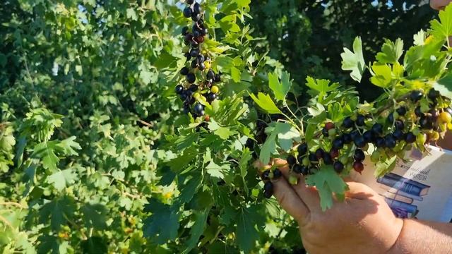 ЧТО ЛУЧШЕ ПОСАДИТЬ ПОД ОРЕХОМ ??? смотреть онлайн