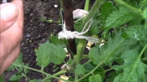 Пасынкование томатов. Нужно ли пасынкование томатам?