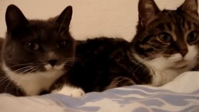 Общительные Котики