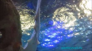 ? Акулы и Скаты. Подводный мир. Штат Техас