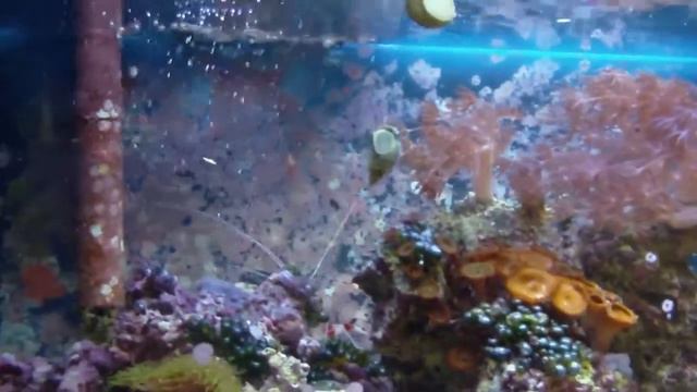 20g Reef Tank: Sebae Anemone with Clarkii Clownfish, Peppermint Shrimp смотреть онлайн