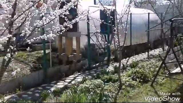 28 апреля в Подмосковье зацвёл Абрикос.