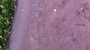 Встретил Носорога I ОСЭ I Джус