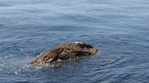 Чайки отбирают еду. Крым. Парковое.