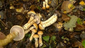 ГРИБЫ для мариновки и соления .ПАУТИННИК ТРИУМФАЛЬНЫЙ( жёлтый)