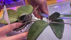 Потеря сплеша у хойи( Splash Hoya) и возможно ли его вернуть?!