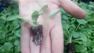 Ранункулюс, лютики, выращивание, уход, болезни.