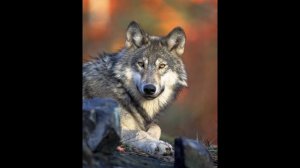 TUSHDA BO'RI TABIRI | TUSHDA BO'RI KO'RSA NIMA BO'LADI..!