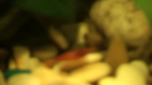 Мир креветок и Тернеций в одном аквариуме.  World of shrimp in the aquarium