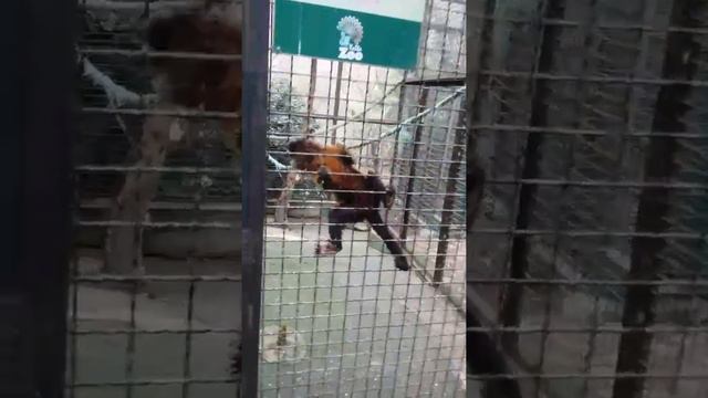 Зоопарк Сказка Ялта смотреть онлайн