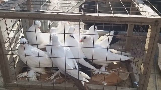 #Pigeon #Дагестан.  Голубиный рынок в Махачкале! 13.09.20г смотреть онлайн