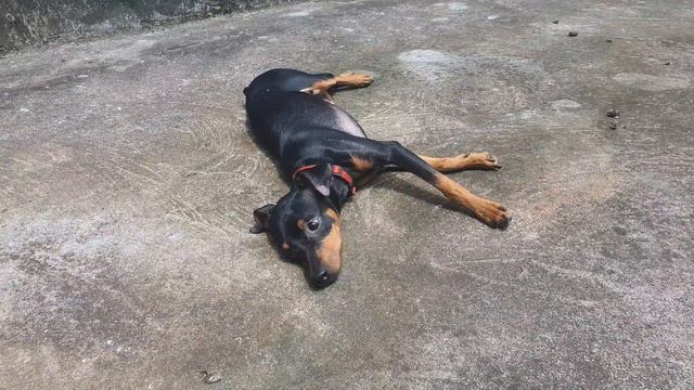 DOBERMAN PINCHER 2 - FREE VIDEO - SIN COPYRIGHT - LIBRE USO. смотреть онлайн