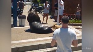 Встретили кракена и сняли на камеру. Наглый морской лев и гигантский кальмар круче чем мегалодон