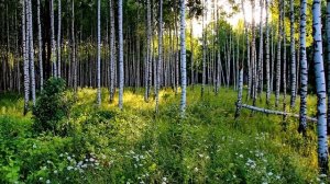 ПЕНИЕ СОЛОВЬЯ. СОЛОВЕЙ СВОИМ ПЕНИЕМ УБЕРЁТ ГОЛОВНУЮ БОЛЬ, ИСЦЕЛИТ ОТ ТРЕВОГИ И СТРЕССА