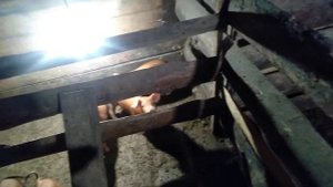 Свинья вампир.Она съела своё дитя. свиноматка канибал.