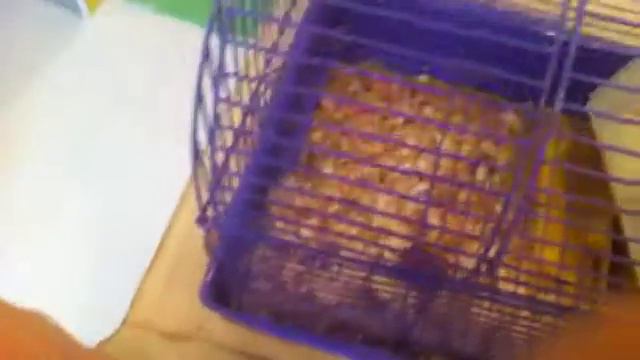 Джунгарики родились!!! смотреть онлайн