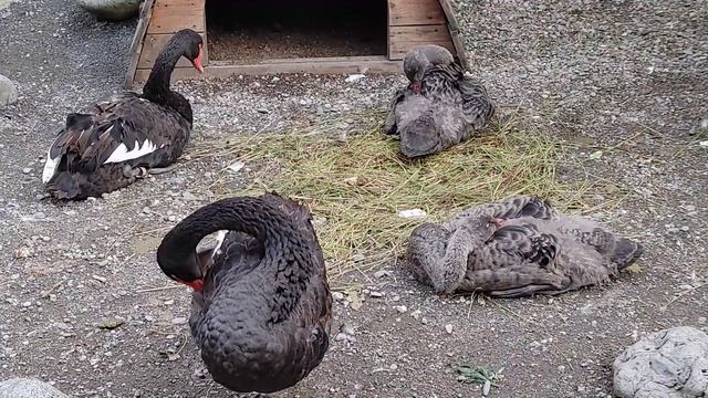 Подросшие птенцы черных лебедей смотреть онлайн