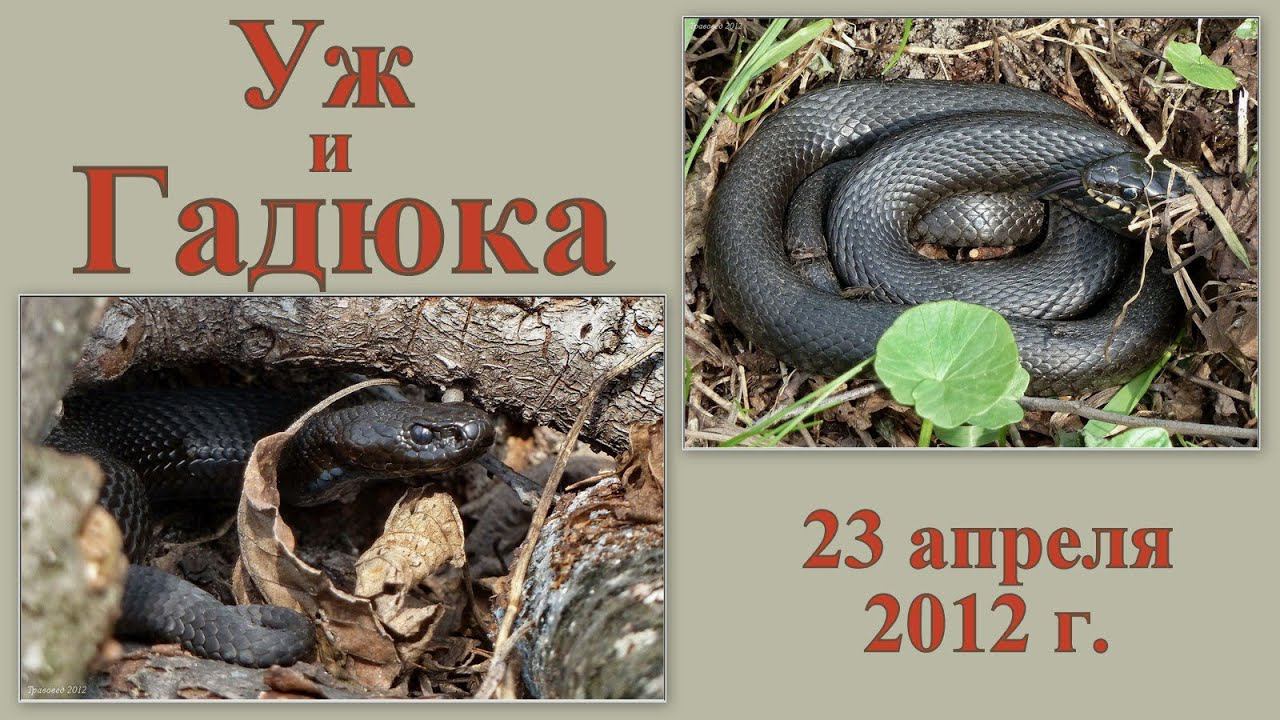 Уж и гадюка 23 апреля 2012