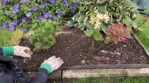 Осенняя посадка сосны горной Бенджамина ! Посадка , уход !