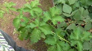Пробуем на вкус ежевику Блек Даймонд