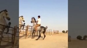 Дерзкий Арабский скакун