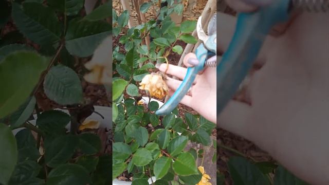Обрезка отцветших бутон роз