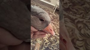 Гуси. Лечение гуся, гусь не ест./geese. Goose Treatment. the goose does not eat.