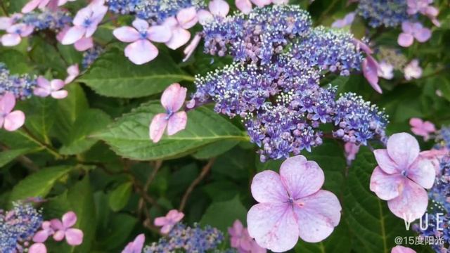 hydrangea serrata смотреть онлайн