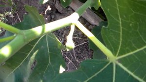 Закладка  плодов после прищипывания побегов инжира.