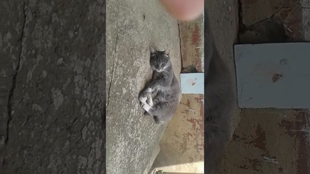 Дымчатая  кошка смотреть онлайн