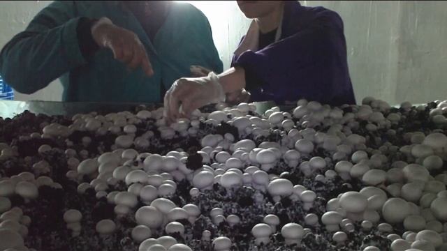 Прореживания шампиньонов.Основные правила сбора шампиньонов для начинающих.Учимся рядить.