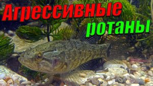 Агрессивные ротаны в аквариуме! Ротаны дерутся за корм!