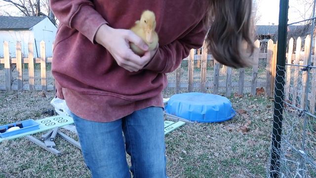 What slow living ACTUALLY looks like on our urban homestead