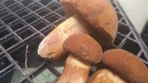 Edible mushrooms Tilopilus ferugenus (Florida porcini) right in my own yard Yum!