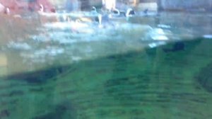 Зоопарк Сан Диего. Калифорния. США.