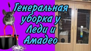 Генеральная уборка у шиншилл!