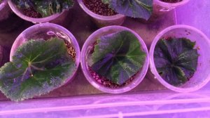 Укореняю черенки Бегонии #черенки#бегонии#красный#агровермикулит#продажа#новосибирск#наташа#сибирь#